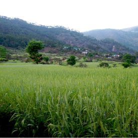 Village Kewar (Uttarakhand) with its lush green fields